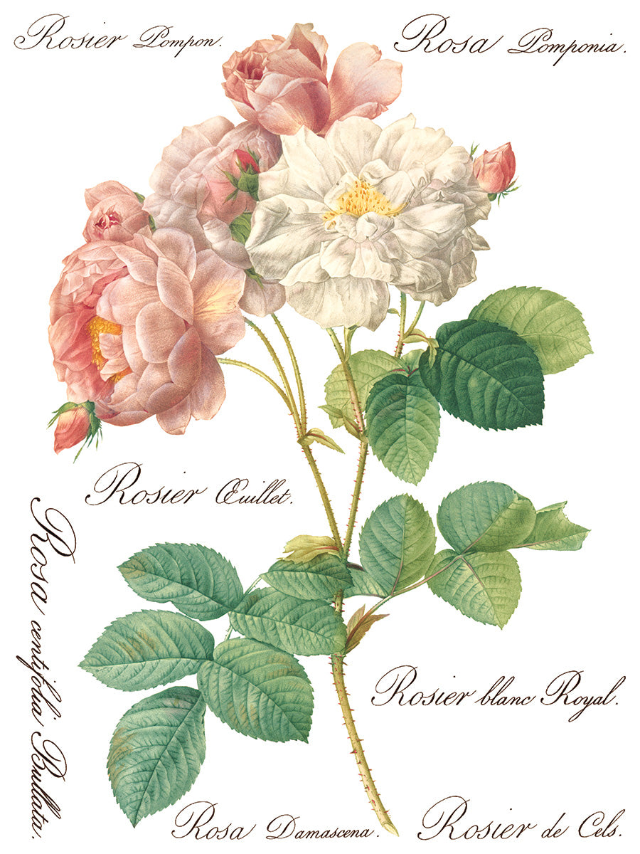 Rose Botanical IOD Transfer