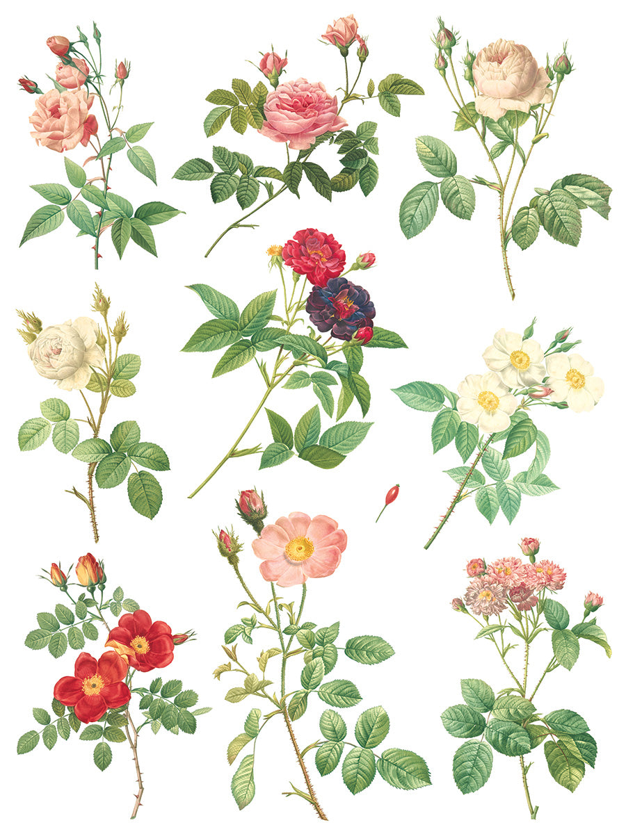 Rose Botanical IOD Transfer